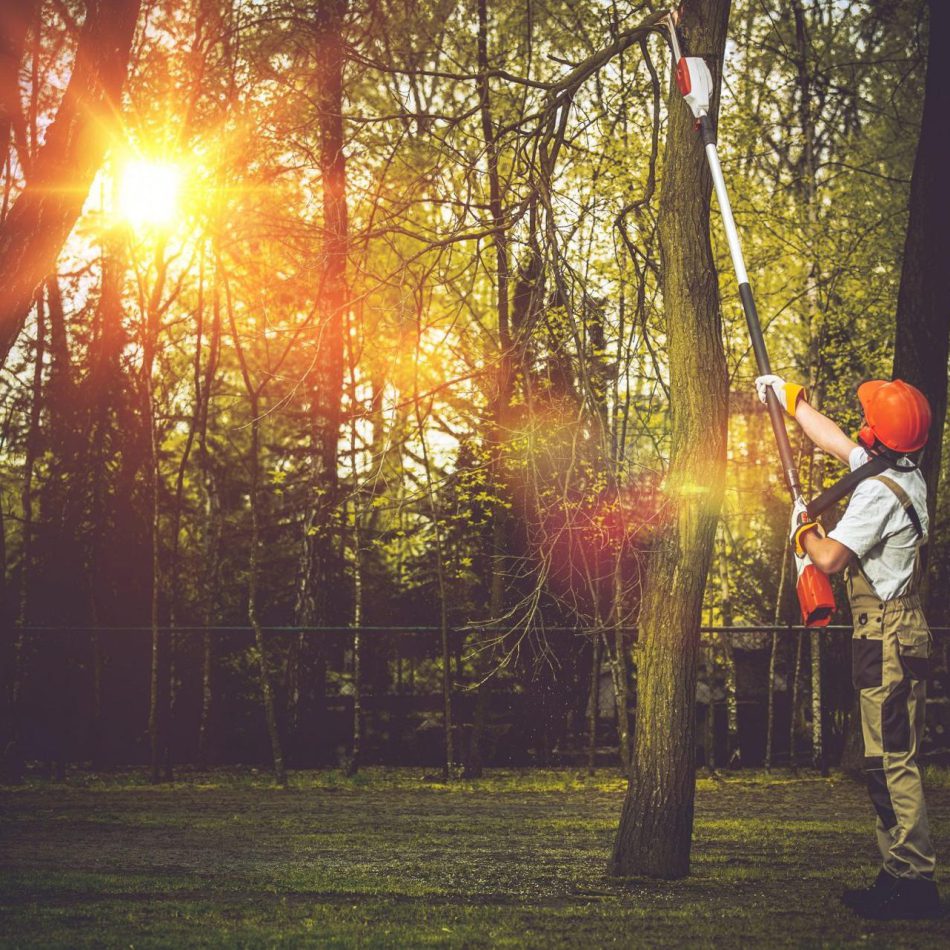 Cambridge Tree Pruning Professionals