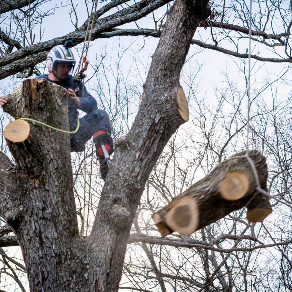How We Handle Tree Lopping Projects in Cambridge