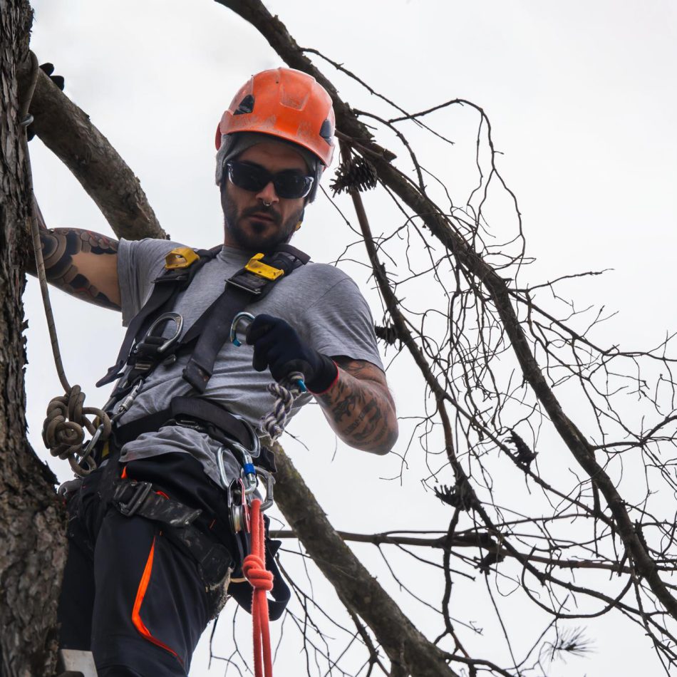 How to Find the Best Cambridge Tree Lopping Services