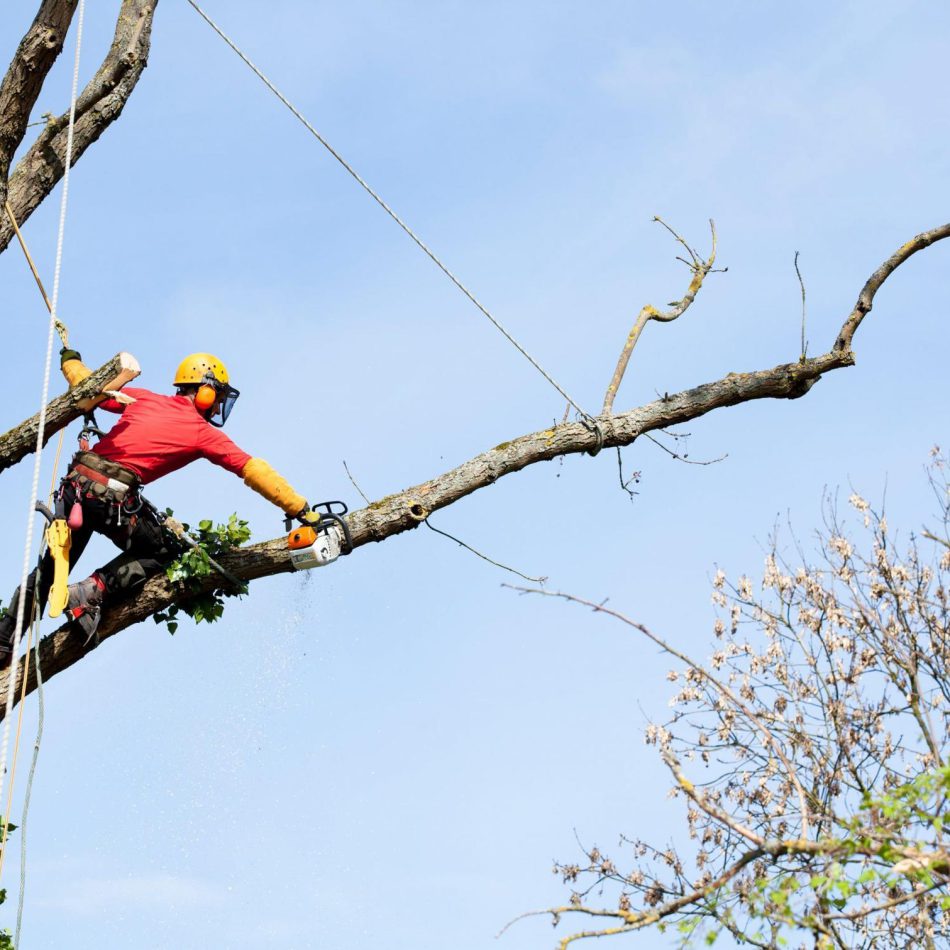 Cambridge Tree Care Services