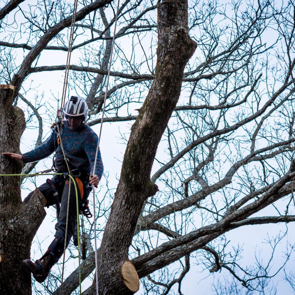 Tips for Finding the Best Tree Cutting Services in Tamahere