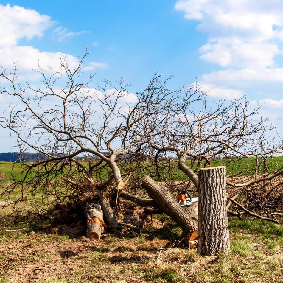{Cambridge's Top-Rated} Tree Care Professionals