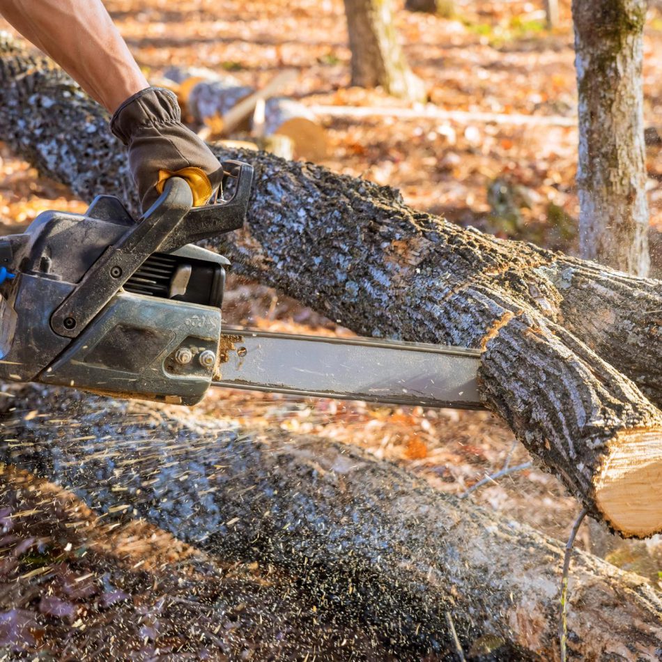 What You Can Expect from Our Tree Felling Solutions in Cambridge