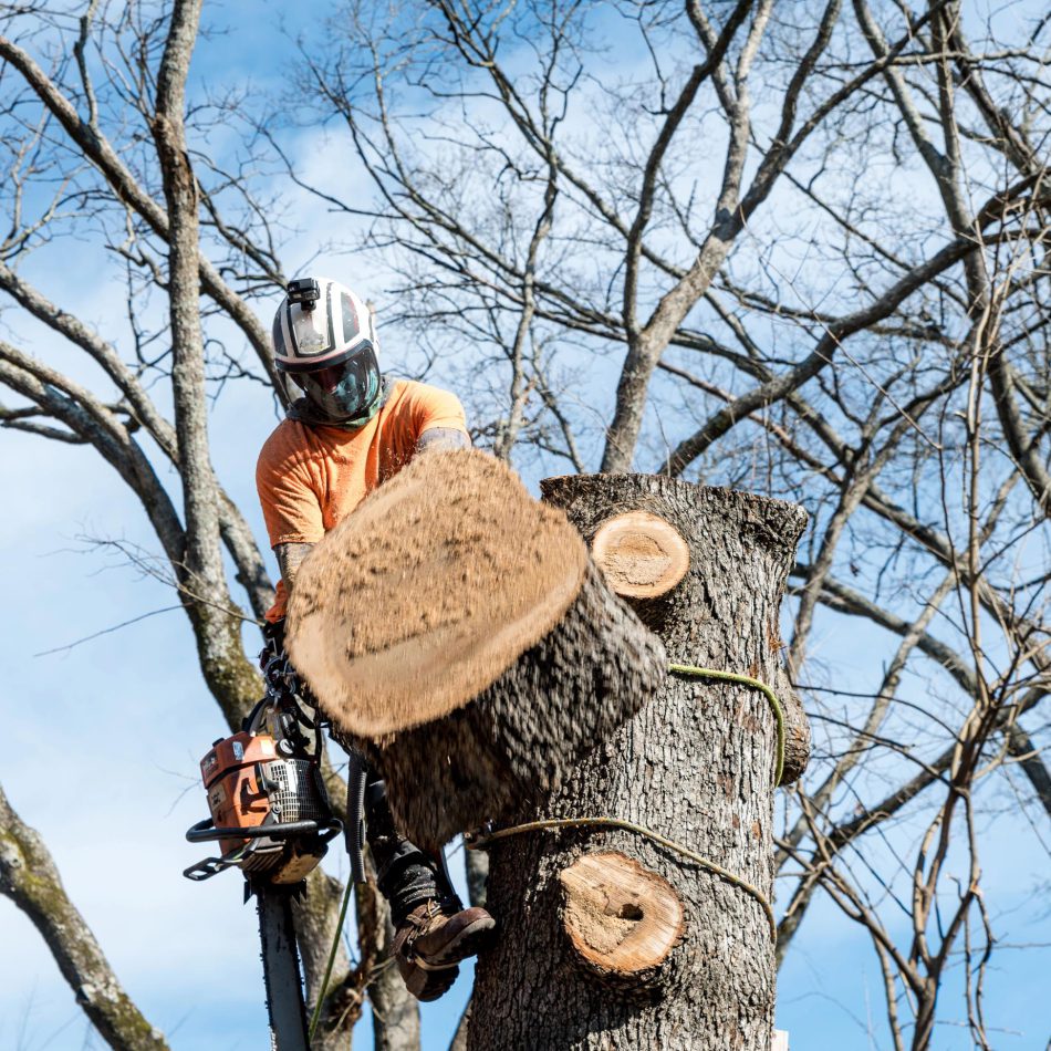 The Benefits of Choosing the Skilled Tree Services Service in Cambridge