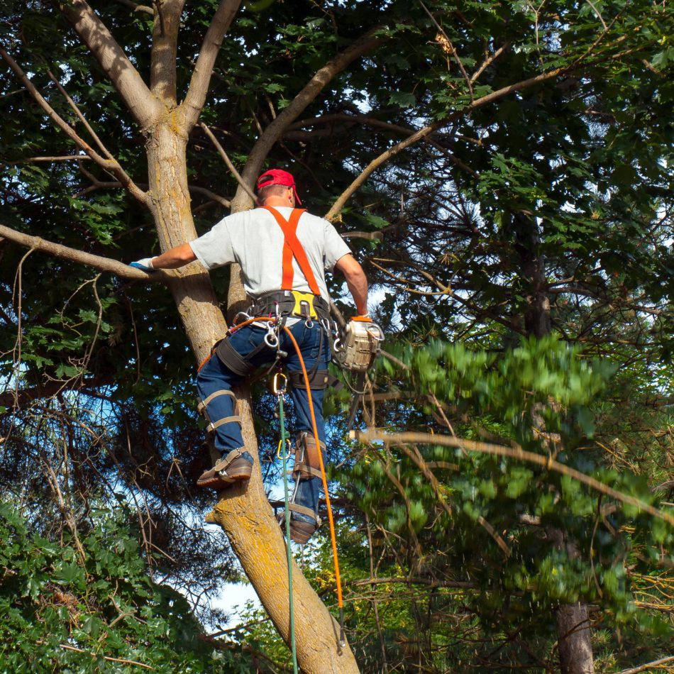 {Cambridge's Highly Recommended} Tree Pruning Team