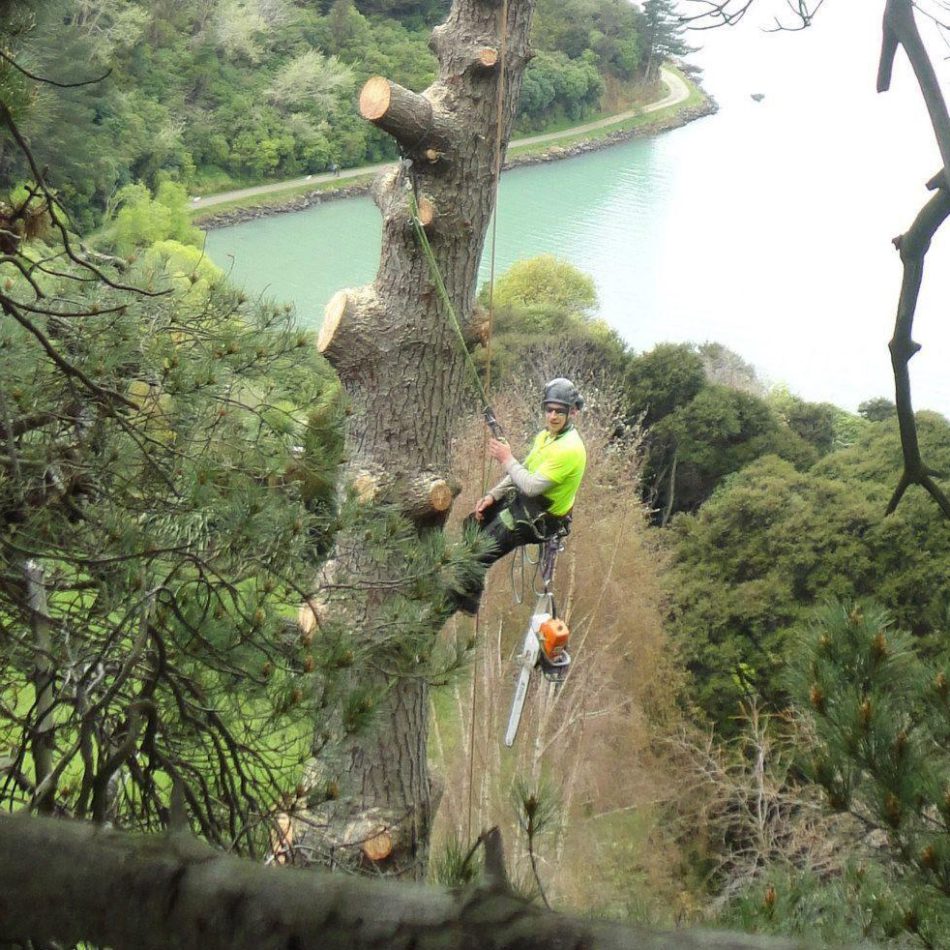 {Cambridge's Top-Rated} Tree Removal Professionals