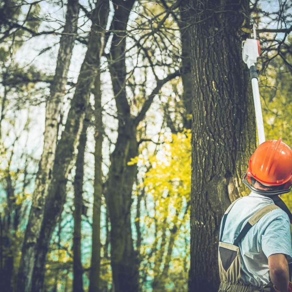Key Benefits of Selecting a Skilled Tree Pruning Service in Cambridge