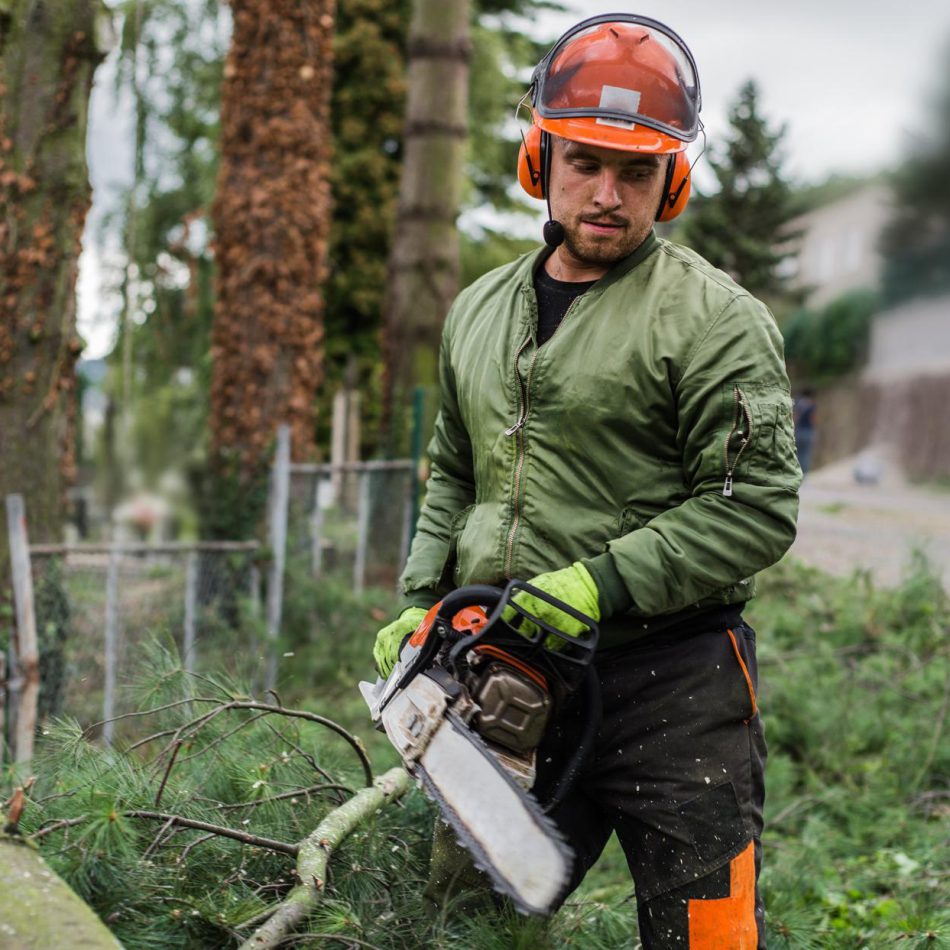Cambridge's Approach to Tree Services