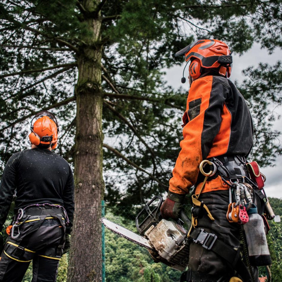 Tips for Finding the Top Cambridge Tree Pruning Services