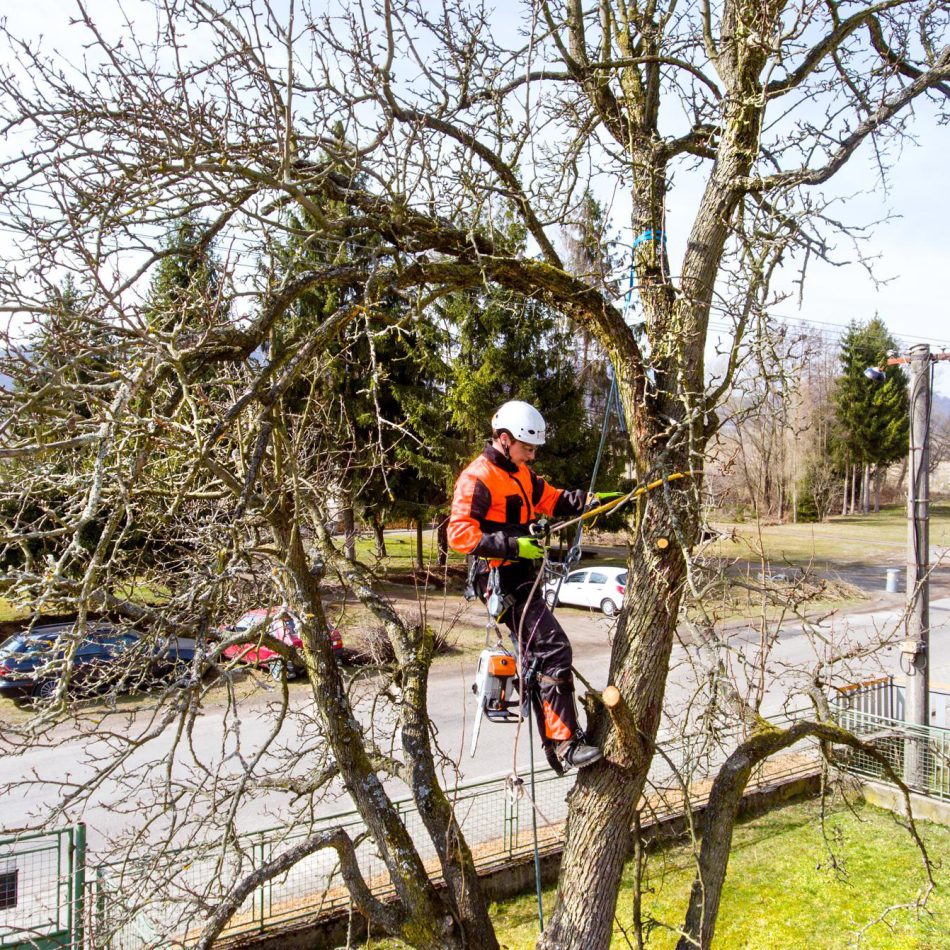 Cambridge's Approach to Tree Pruning Services