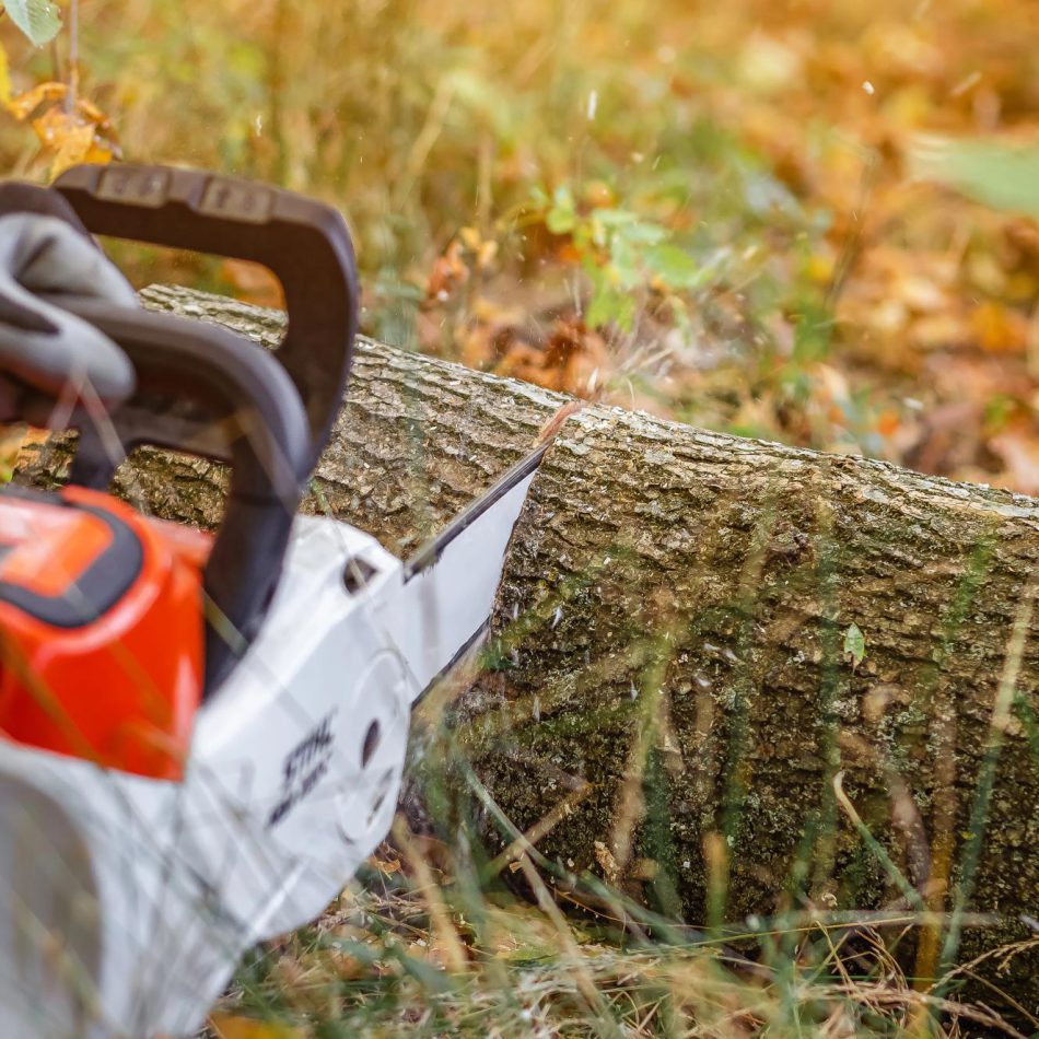 {Cambridge's Highly Recommended} Tree Felling Team
