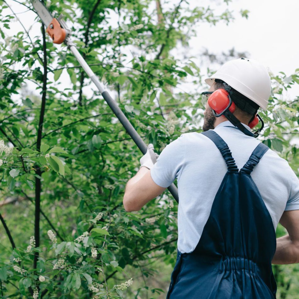 How to Find the Right Cambridge Tree Care Providers