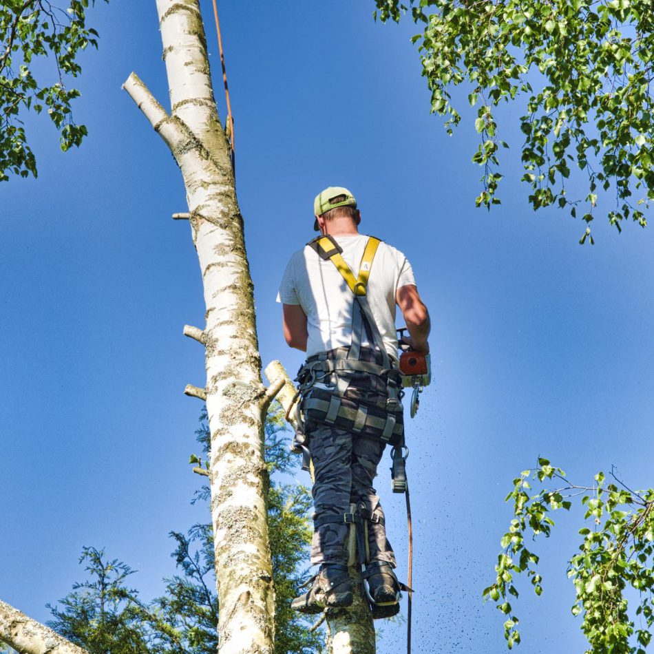 Important Benefits of Choosing an Expert Cambridge Tree Lopping Provider